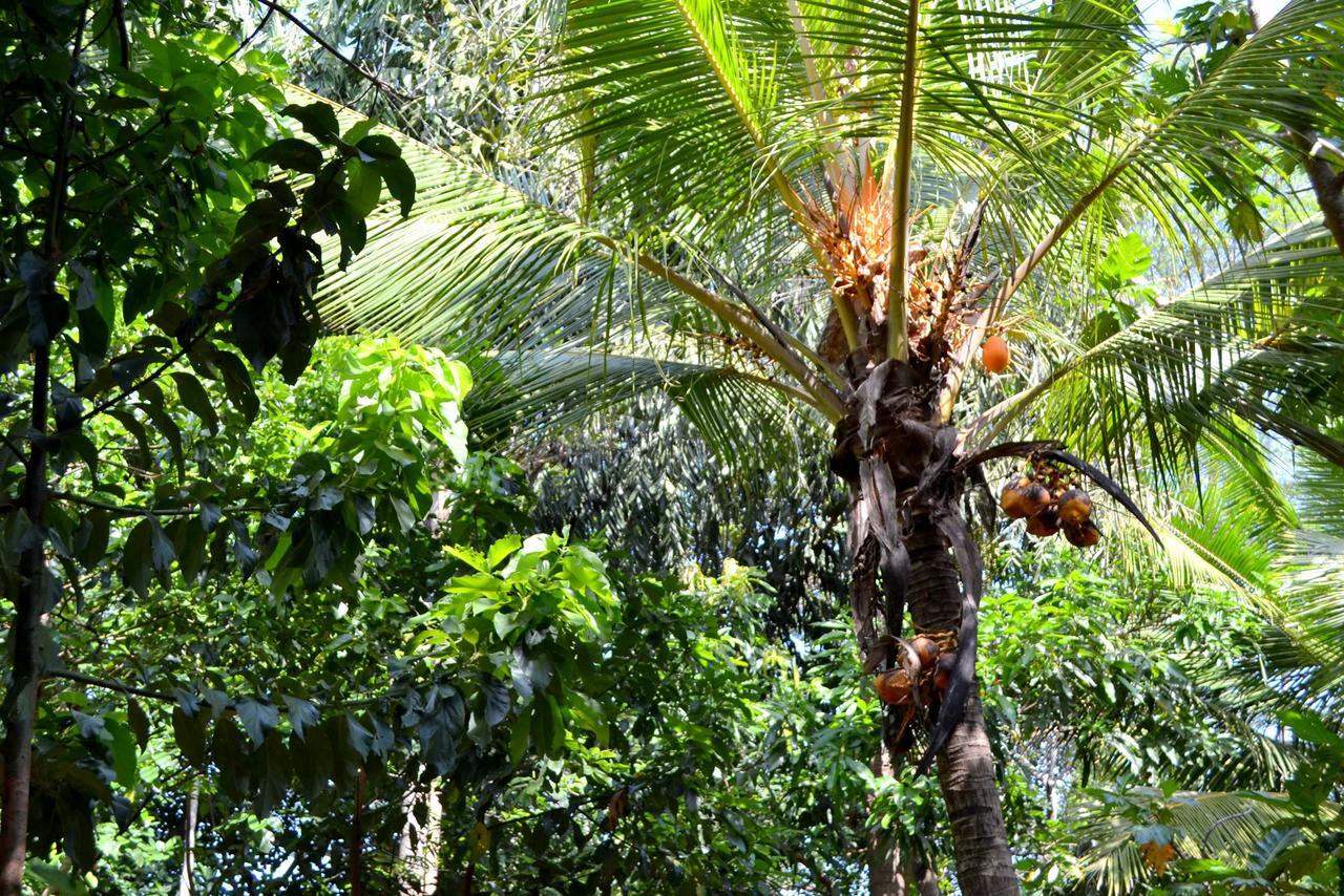 דמבולה Sigiriya Freedom Lodge מראה חיצוני תמונה