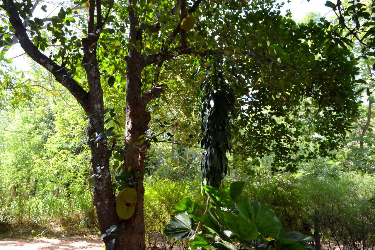 דמבולה Sigiriya Freedom Lodge מראה חיצוני תמונה