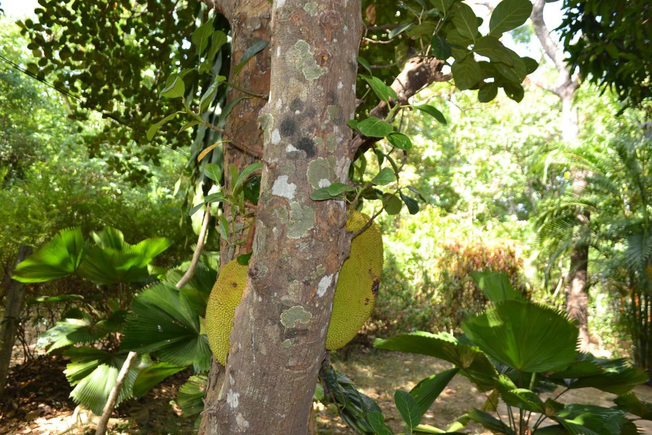 דמבולה Sigiriya Freedom Lodge מראה חיצוני תמונה